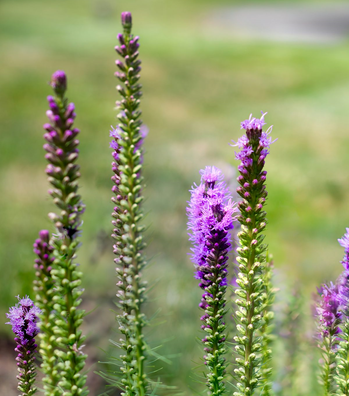 לבנדר — סמל הניקיון